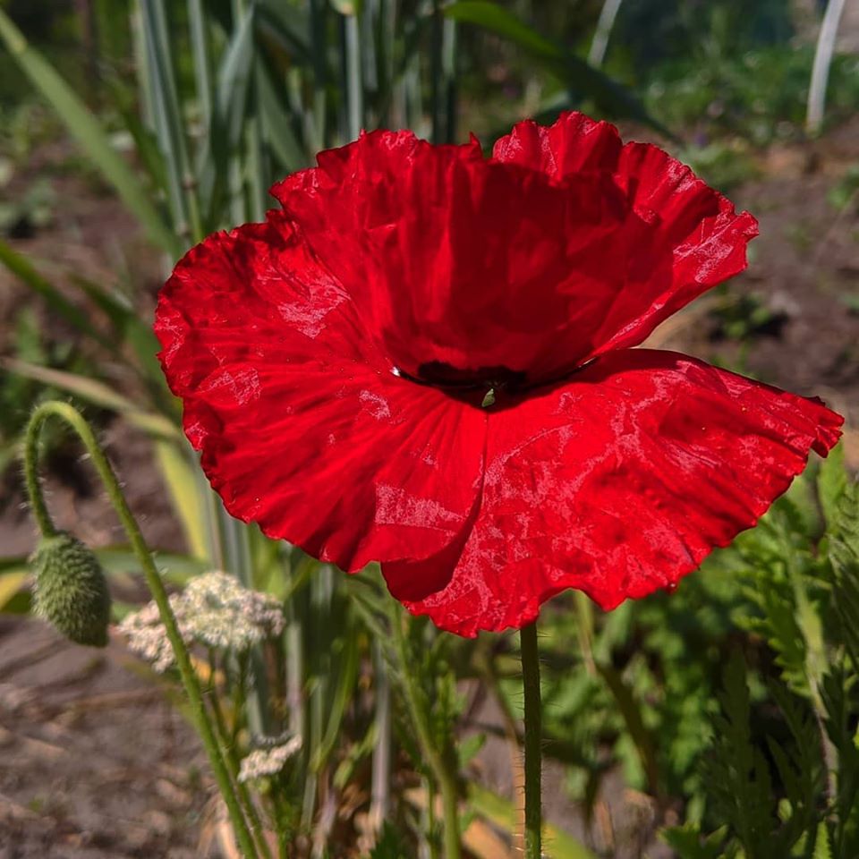 06052020 - Hillridge Springwatch presents first poppy of this year