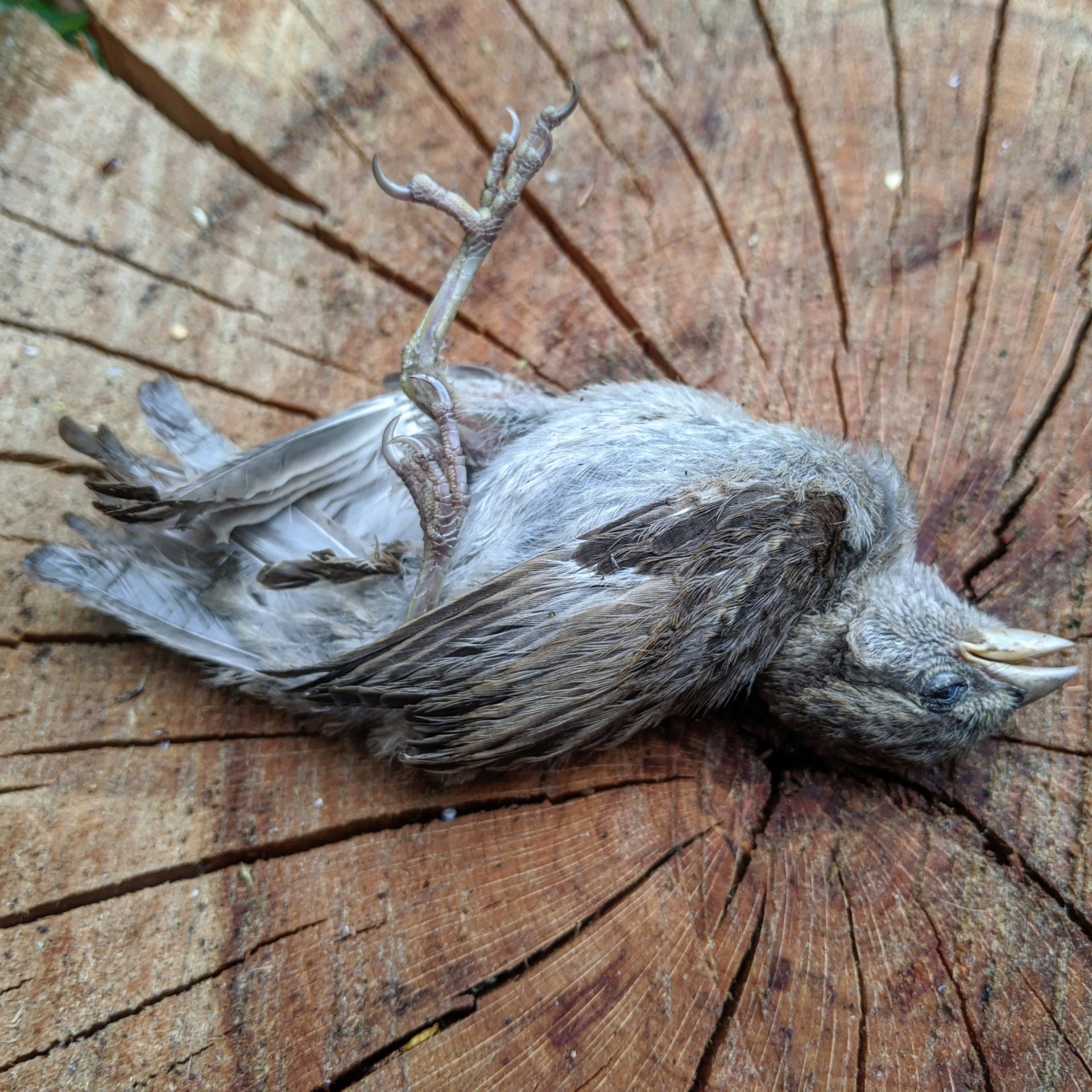 22052020 - Hillridge Springwatch presents yet another fatality, female sparrow with broken wing
